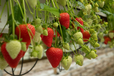 Publicatie Groenten&Fruit Meggy&reg; "181727" 