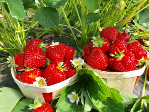 Magnum&reg; Marionnet 97